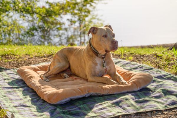Dog Mattress - Image 2